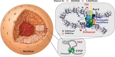 Primary Vitamin D Target Genes of Human Monocytes